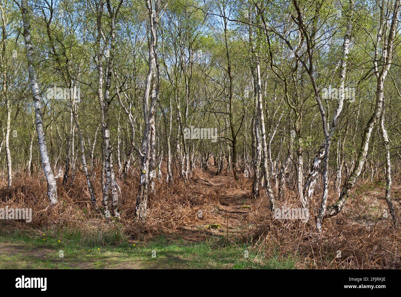 Crowle moors hires stock photography and images Alamy