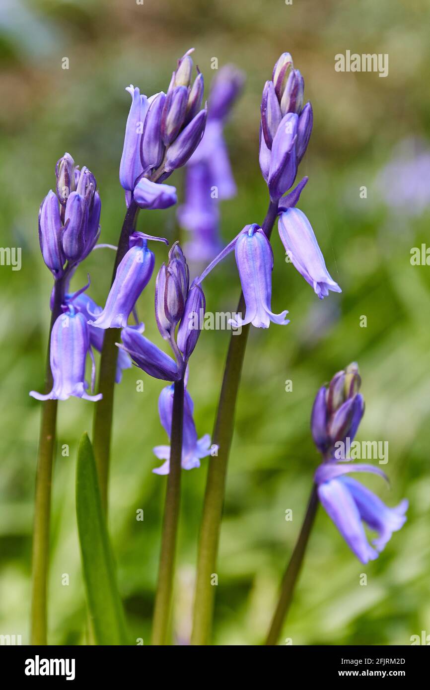 some bluebells, Hyacinthoides, about to bloom in spring on a grass background. Irish spring Stock Photo