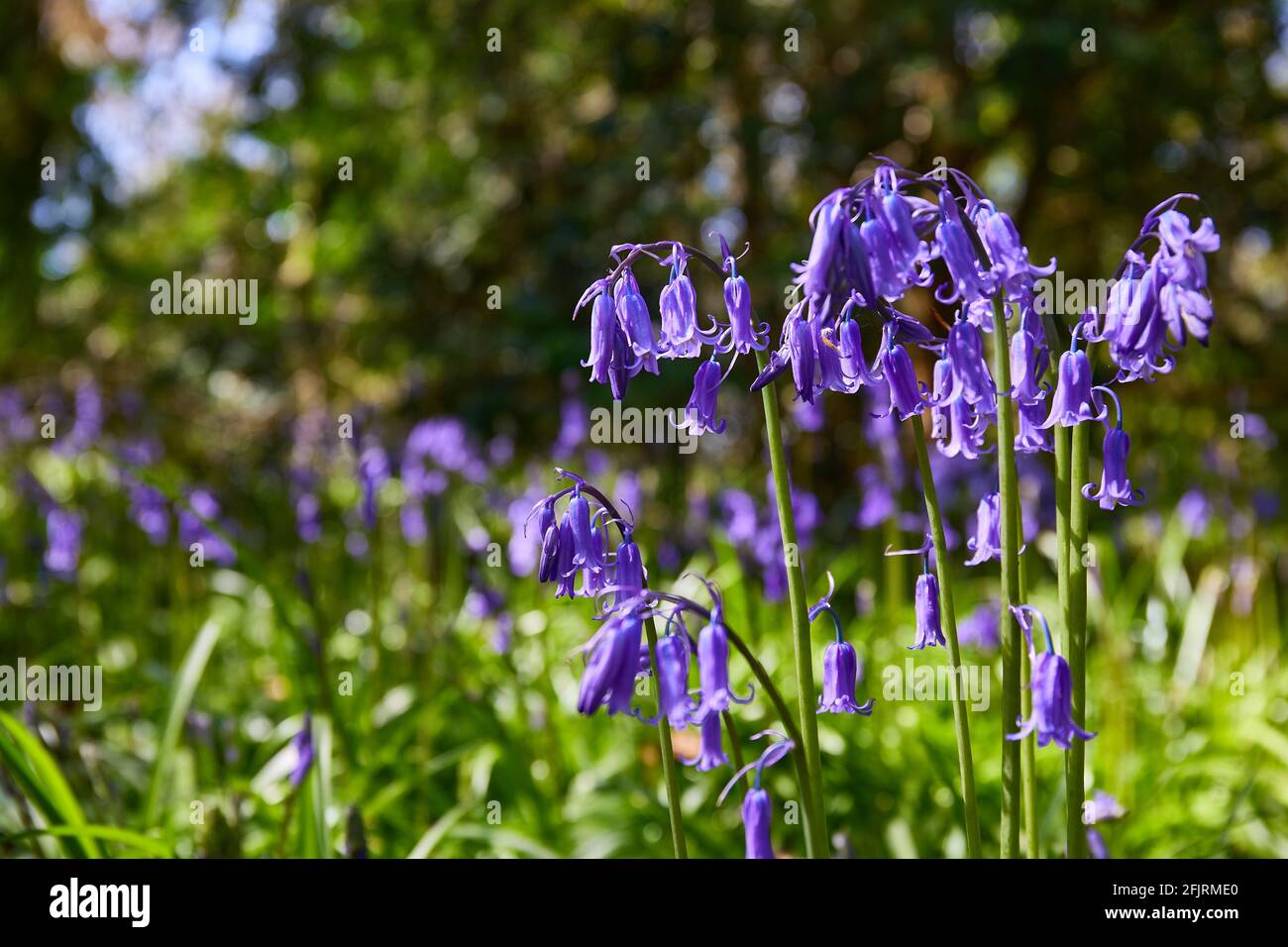 horizontal format of bluebells, Hyacinthoides, wild flowers in spring time Stock Photo