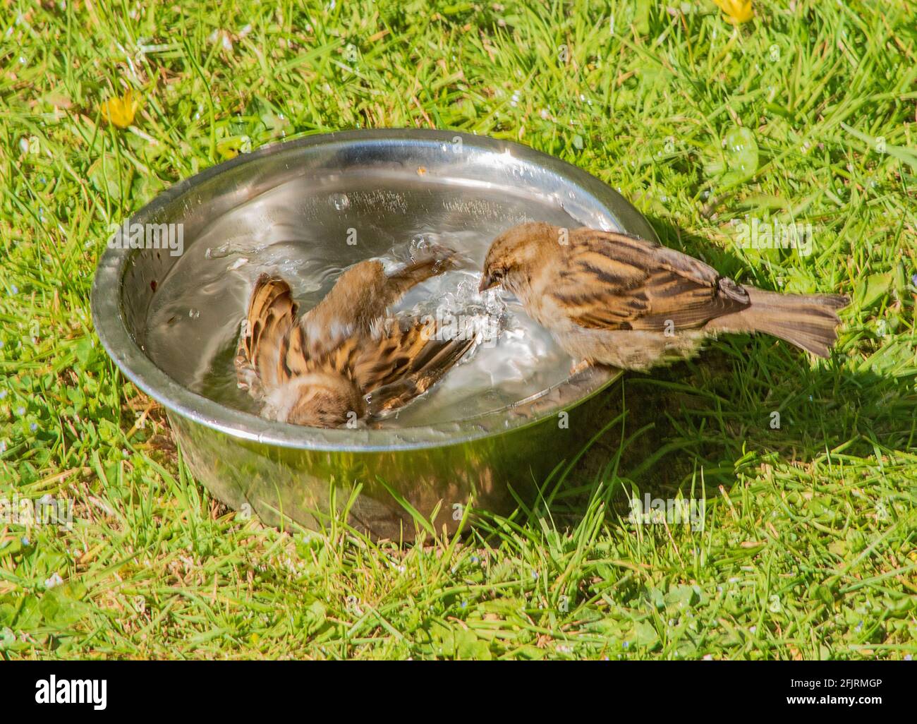 House sparrows in bird bath hires stock photography and images Alamy