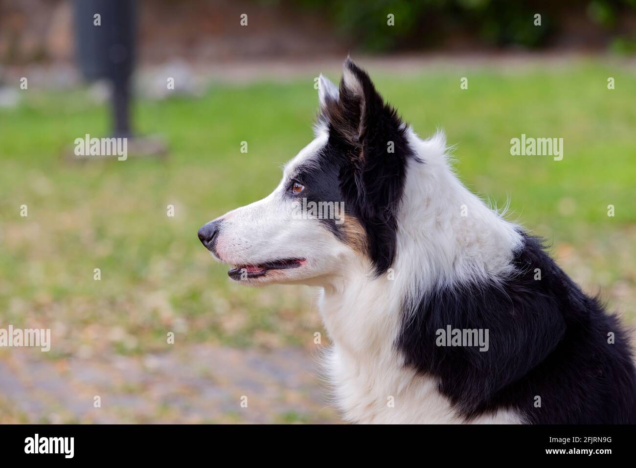 Premium Photo  A closeup shot of a spotted border collie blue merle dog  with heterochromia eyes