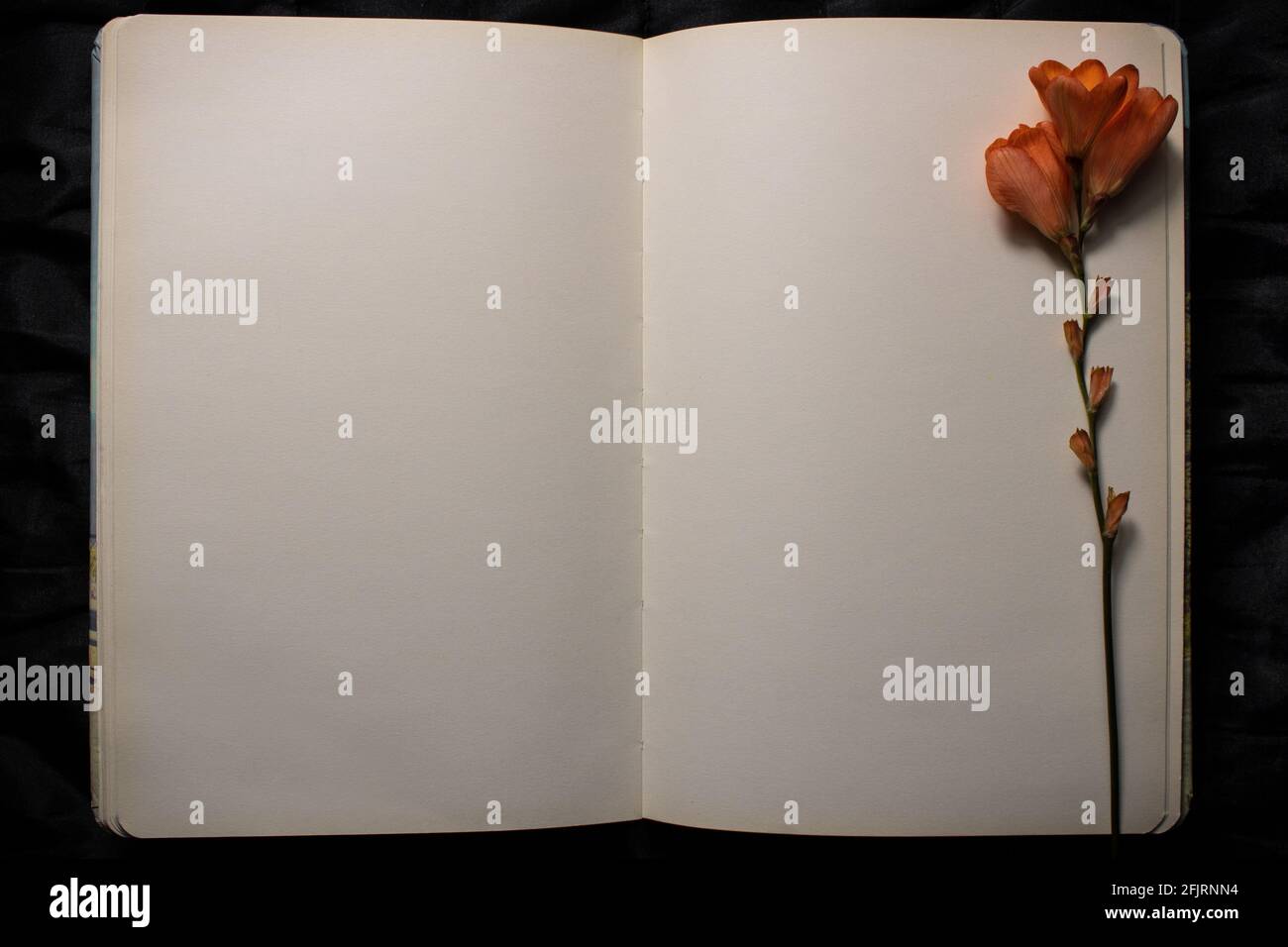 Open book with orange freesia flower resting on empty blank page against a black background. Empty space for text. Concept of nostalgia, sadness Stock Photo