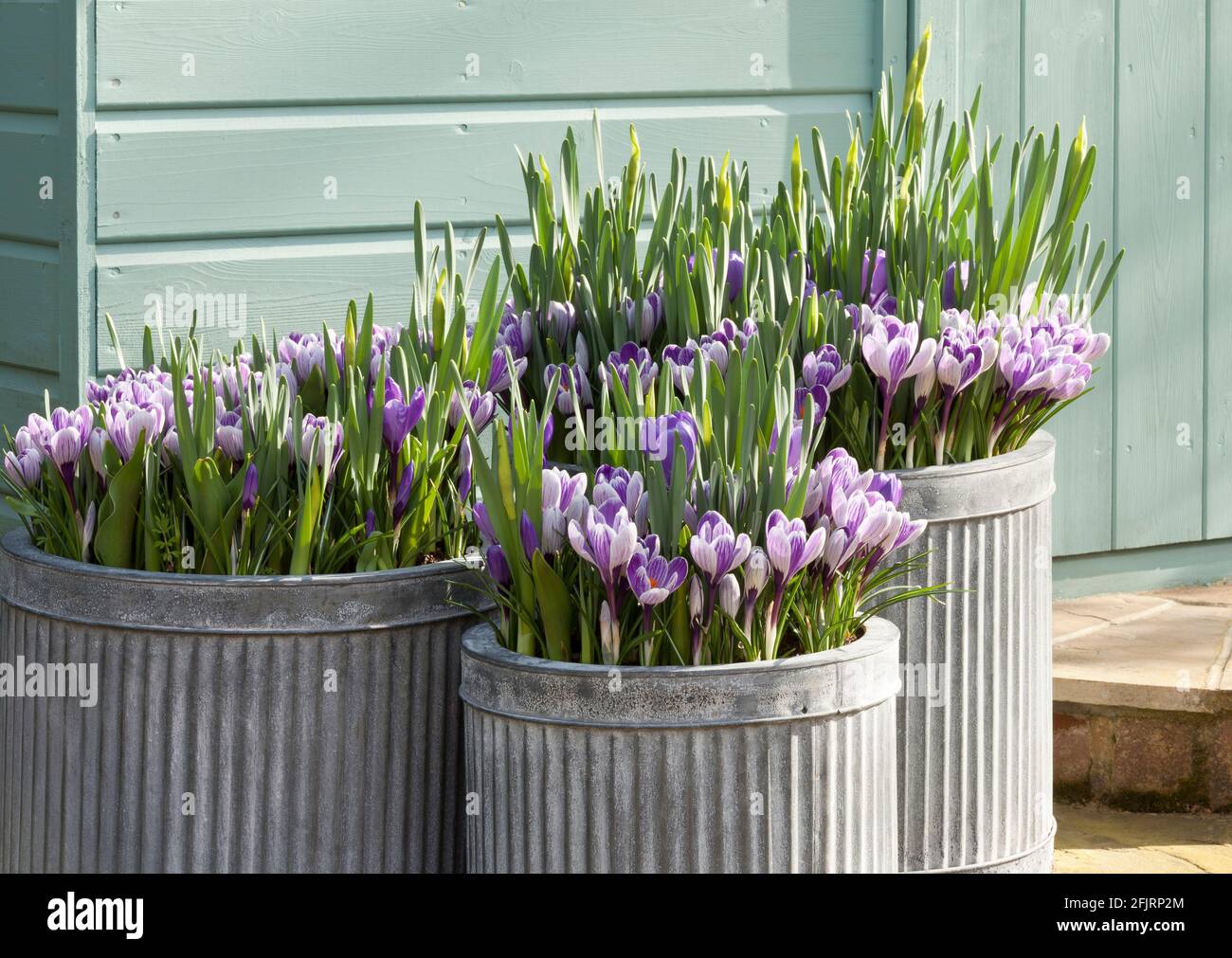 Three galvanised containers with bulb lasagne Crocus Narcissi and Tulips Stock Photo