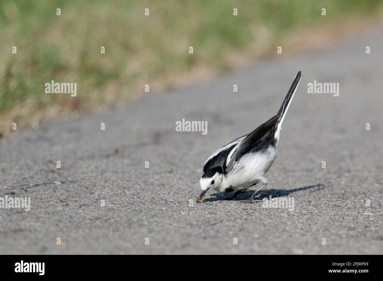 White Wagtail (Motacilla alba leucopsis), with insect prey, Mai Po Nature Reserve, New Territories, Hong Kong 10th October 2020 Stock Photo