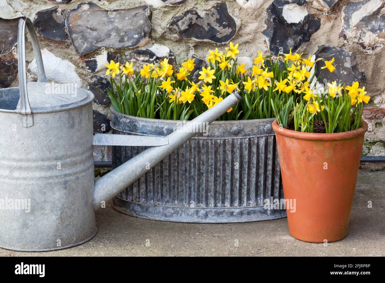Spring miniature Daffodils flowering in containers Stock Photo