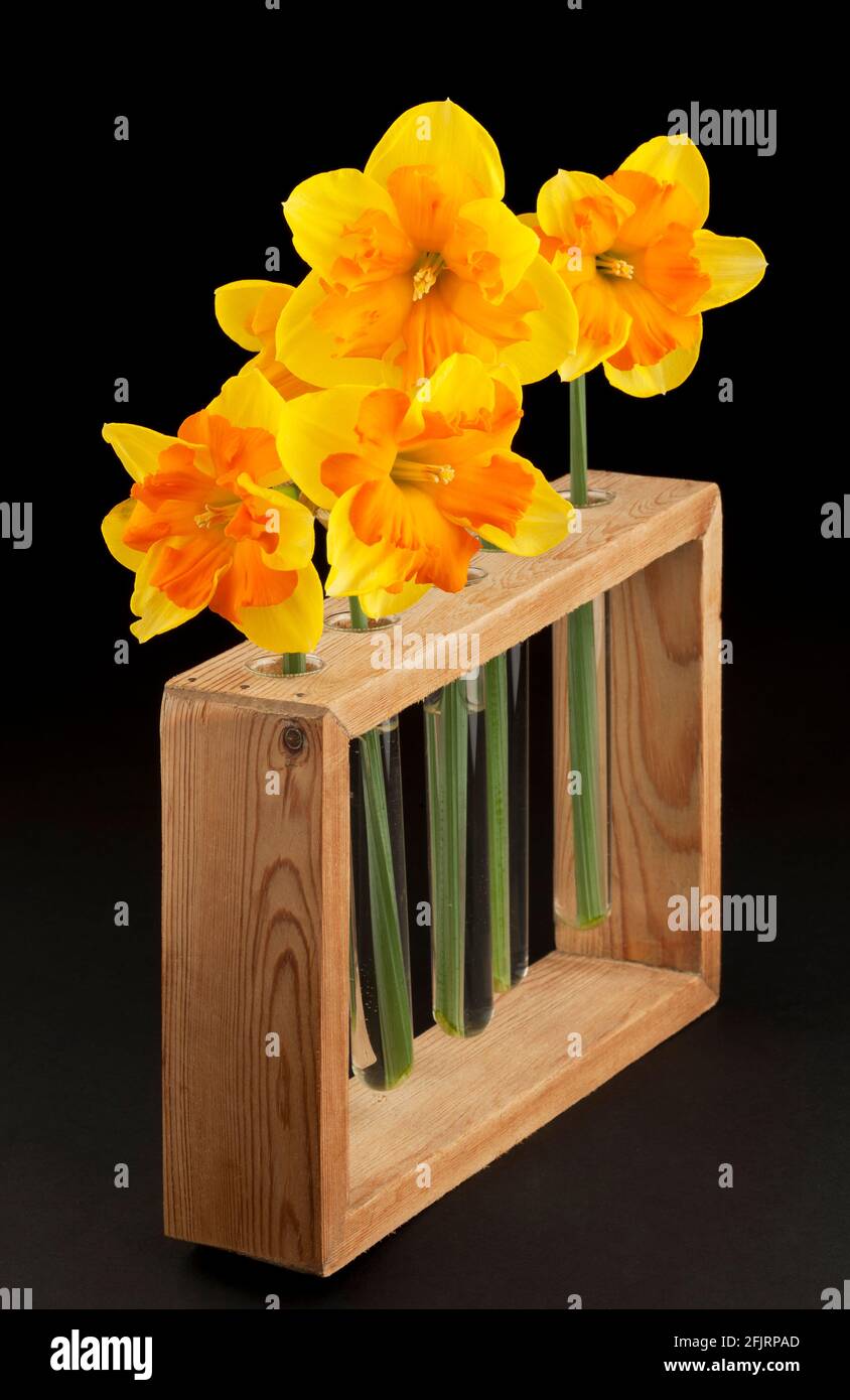Five Narcissi flowers in a contemporary container Stock Photo