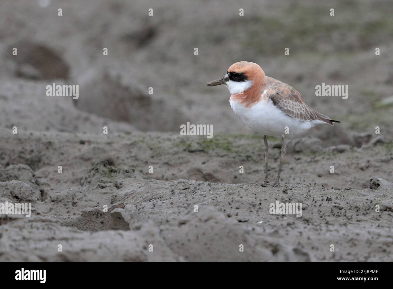 Greater Sand Plover (Charadrius leschenaultii), adult, staqnding on tidal mudflat, Mai Po Nature Reserve, New Territories, Hong Kong 20th April 2021 Stock Photo