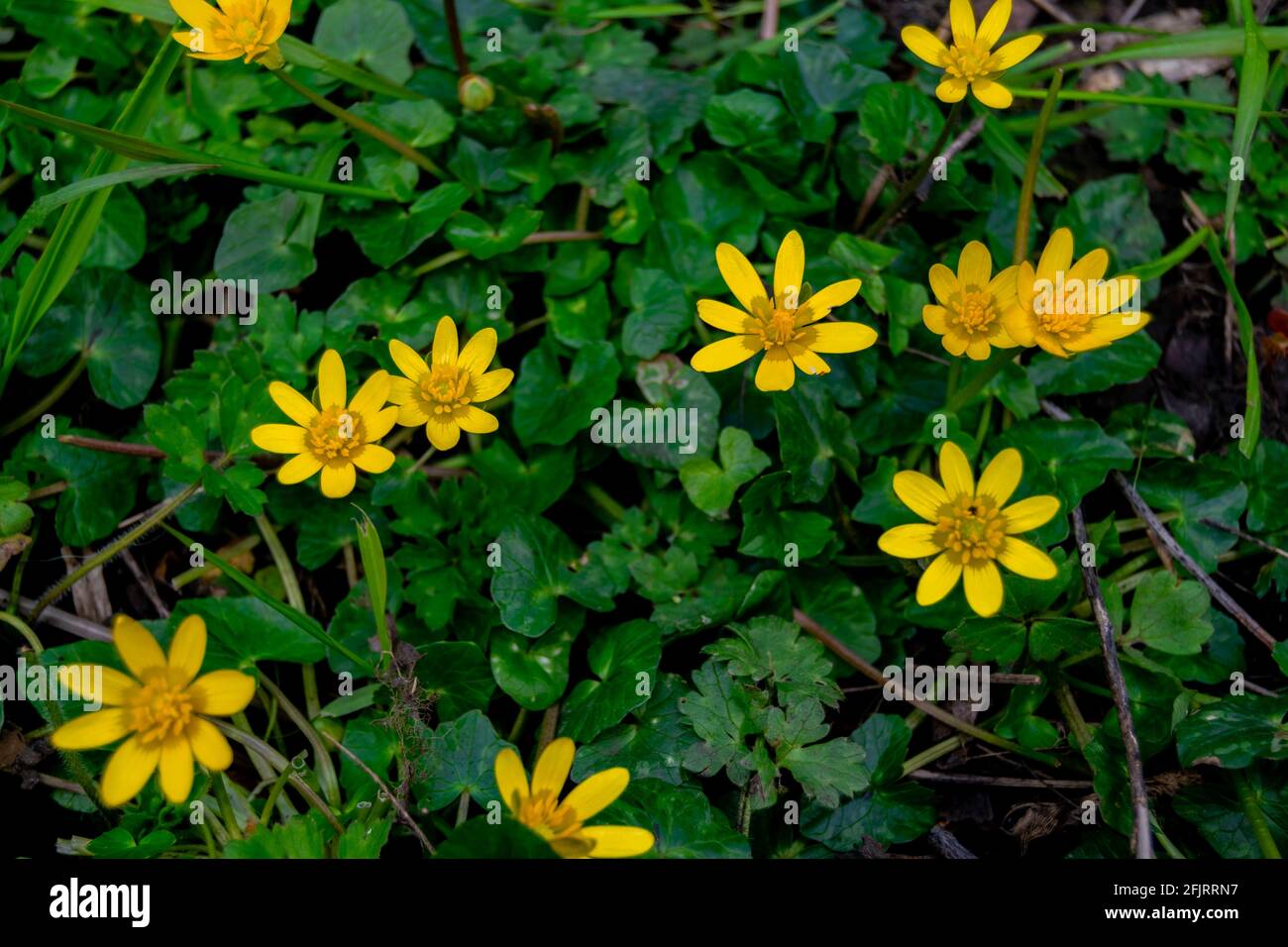Top view for cowflock flowers caltha palustris bright yellow flowers