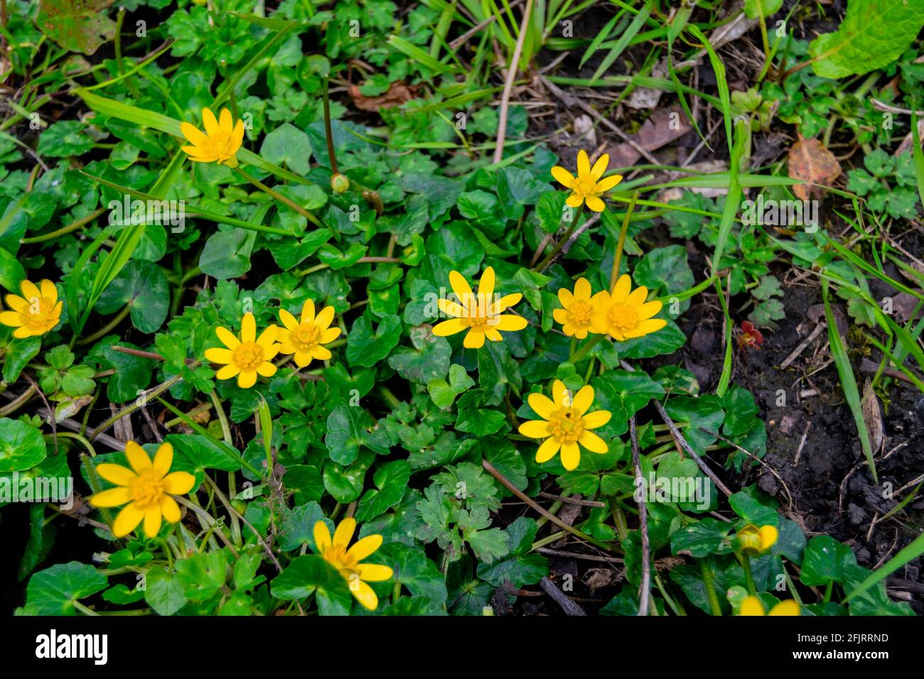 Top view for cowflock flowers caltha palustris bright yellow flowers
