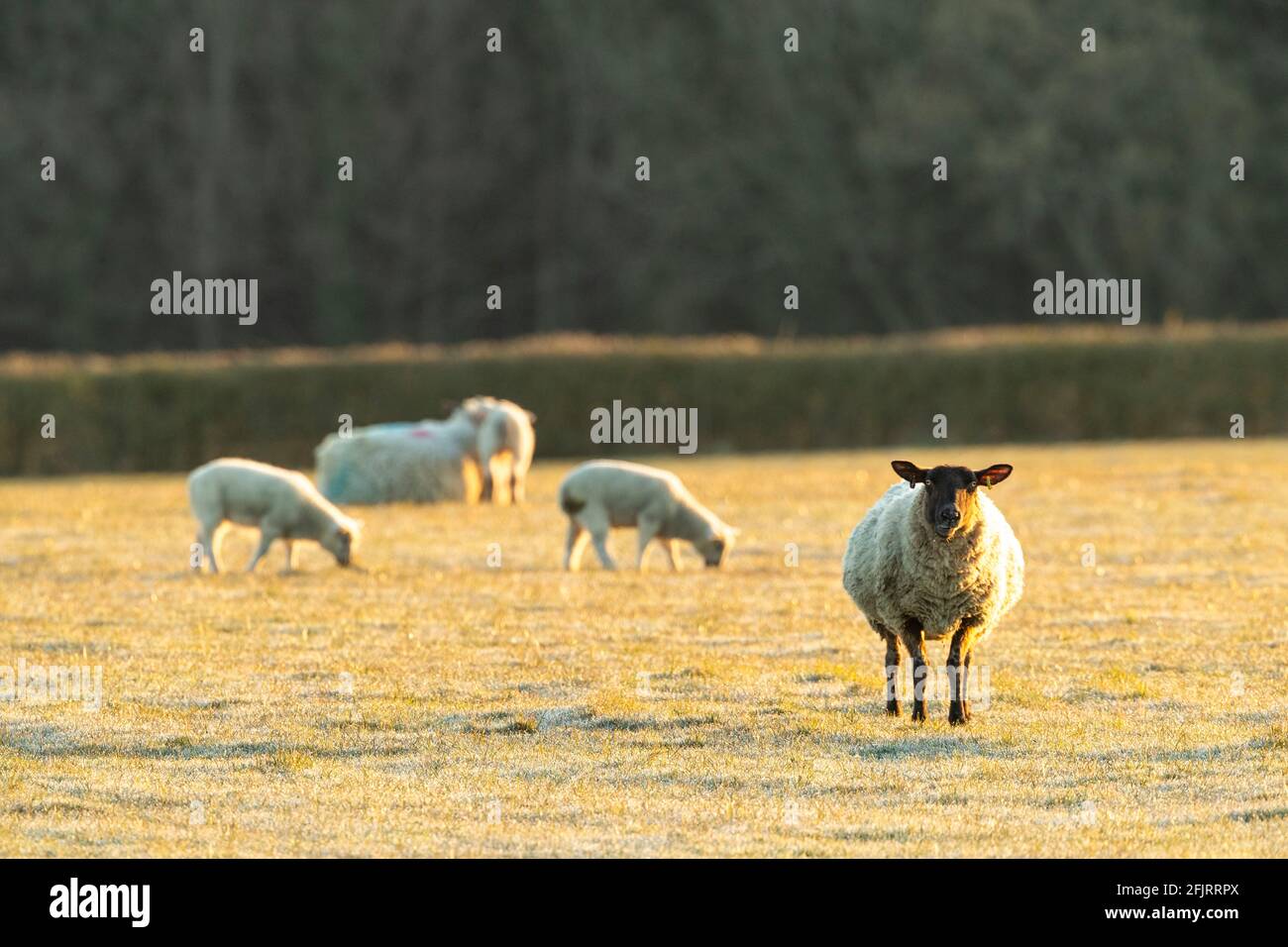 Spring lambs in a small closed flock enjoy the morning sunshine with