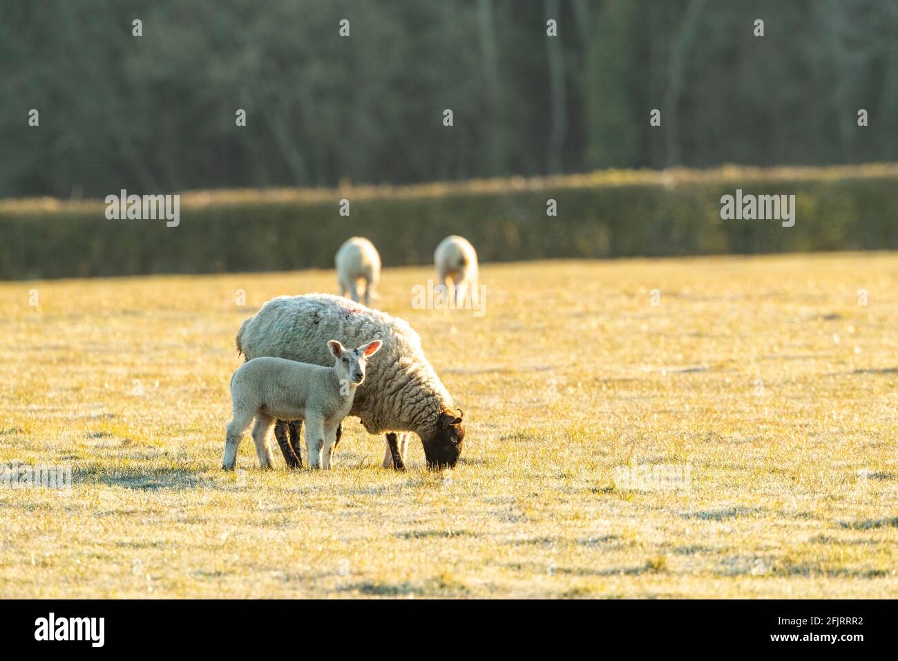 Lambs wool hi-res stock photography and images - Alamy