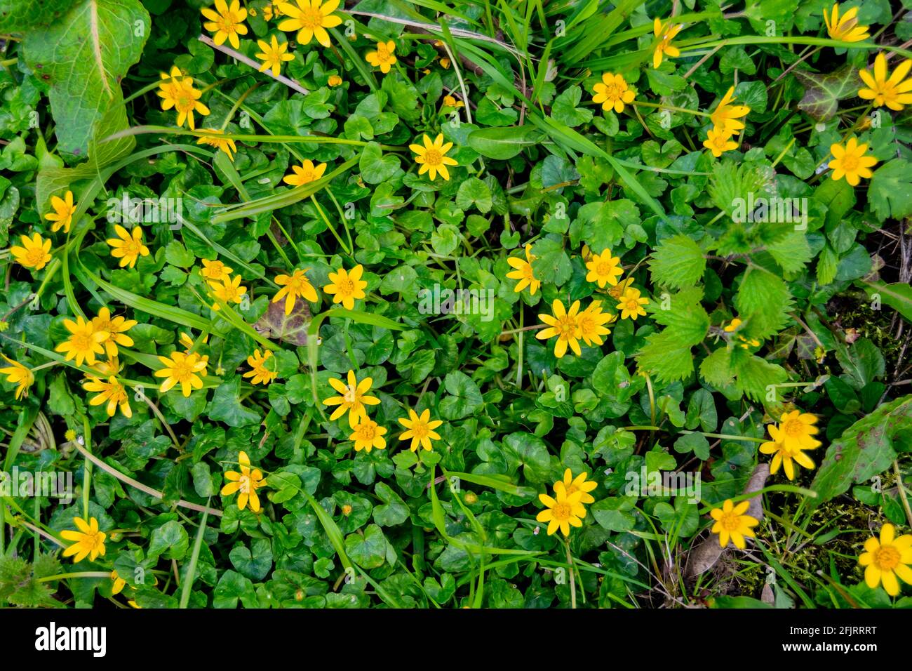 Top view for cowflock flowers caltha palustris bright yellow flowers