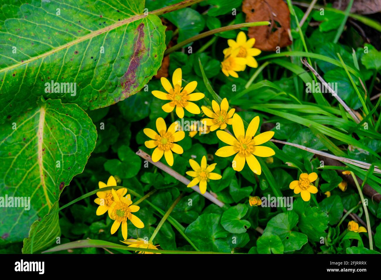 Top view for cowflock flowers caltha palustris bright yellow flowers
