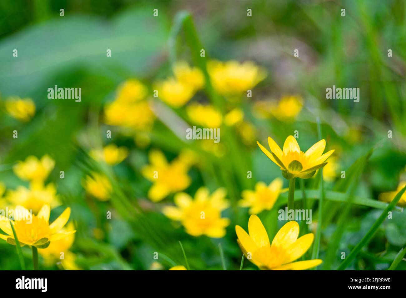 Side view of cowflock flowers caltha palustris bright yellow flowers similar to buttercup