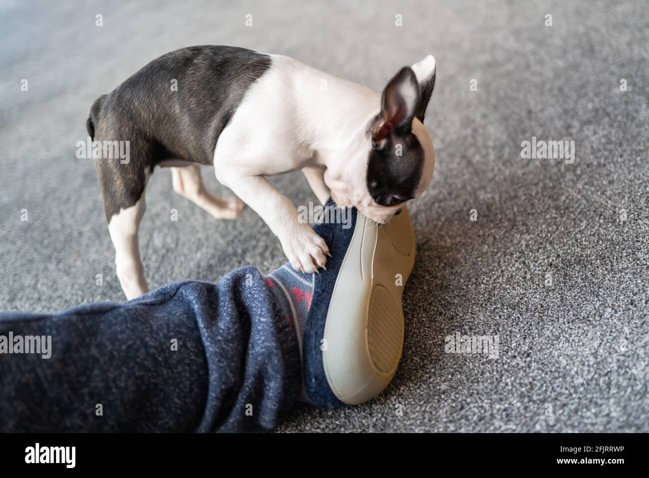 Boston deals terrier chewing