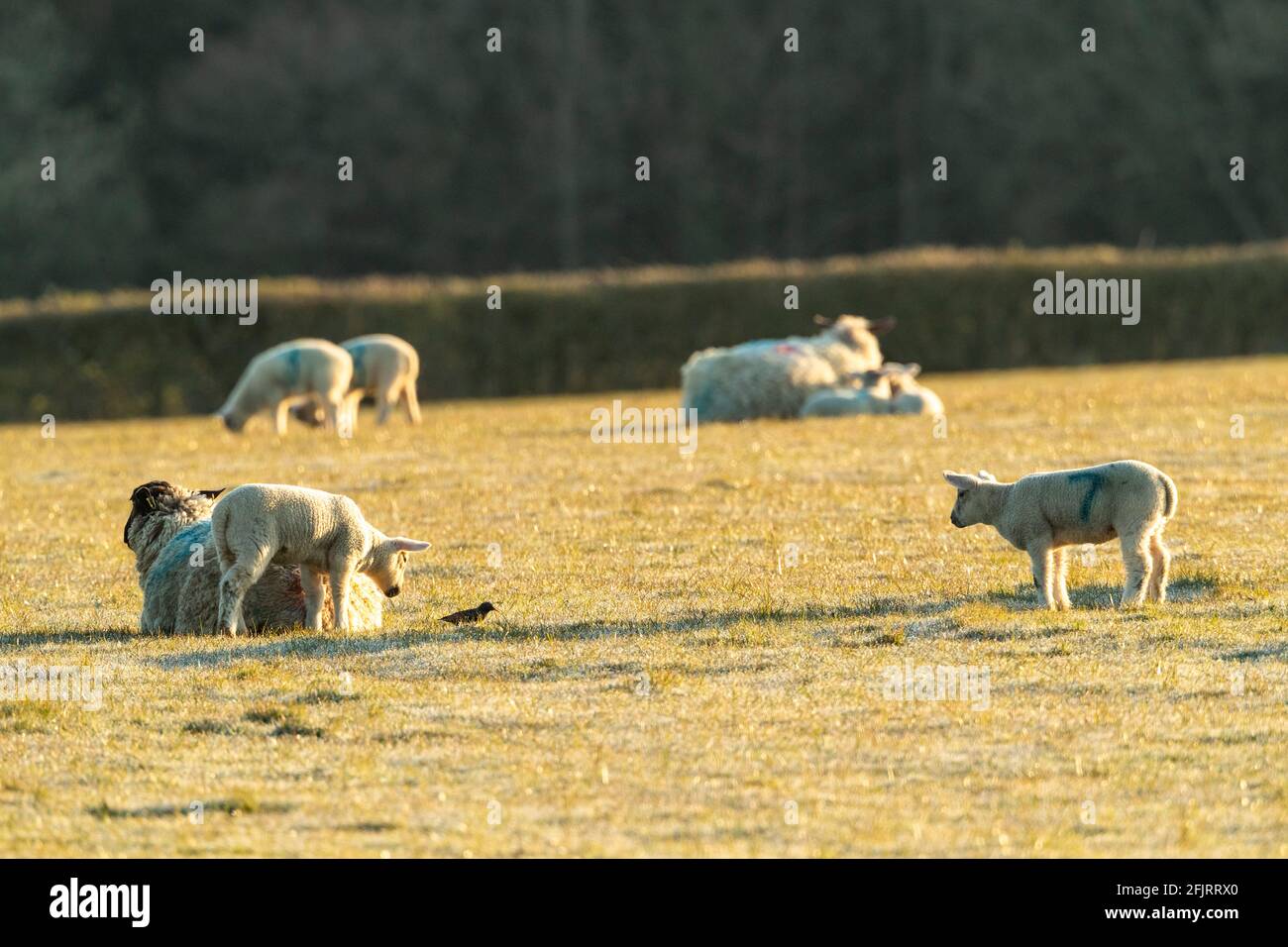 Spring lambs in a small closed flock enjoy the morning sunshine with
