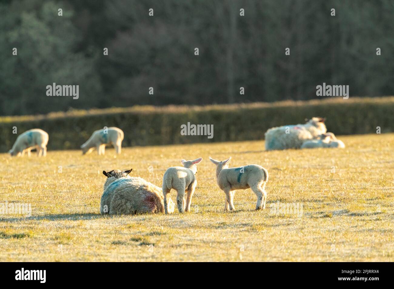 Spring lambs in a small closed flock enjoy the morning sunshine with