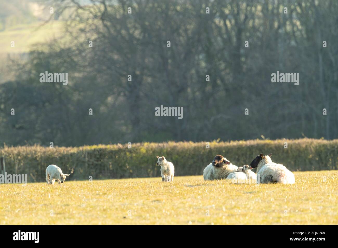 Spring lambs in a small closed flock enjoy the morning sunshine with