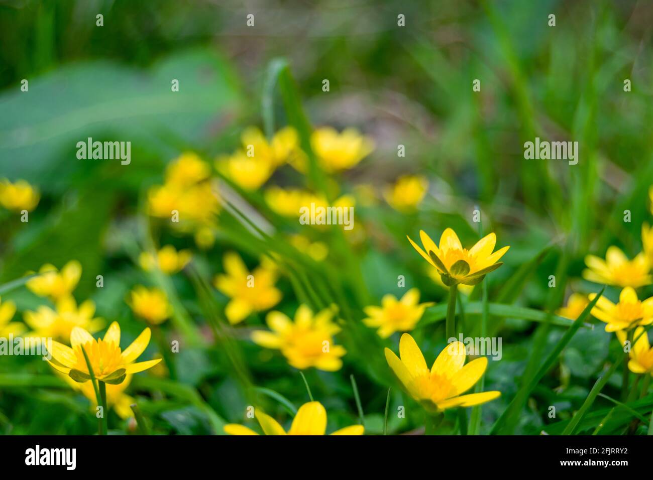 Side view of cowflock flowers caltha palustris bright yellow flowers