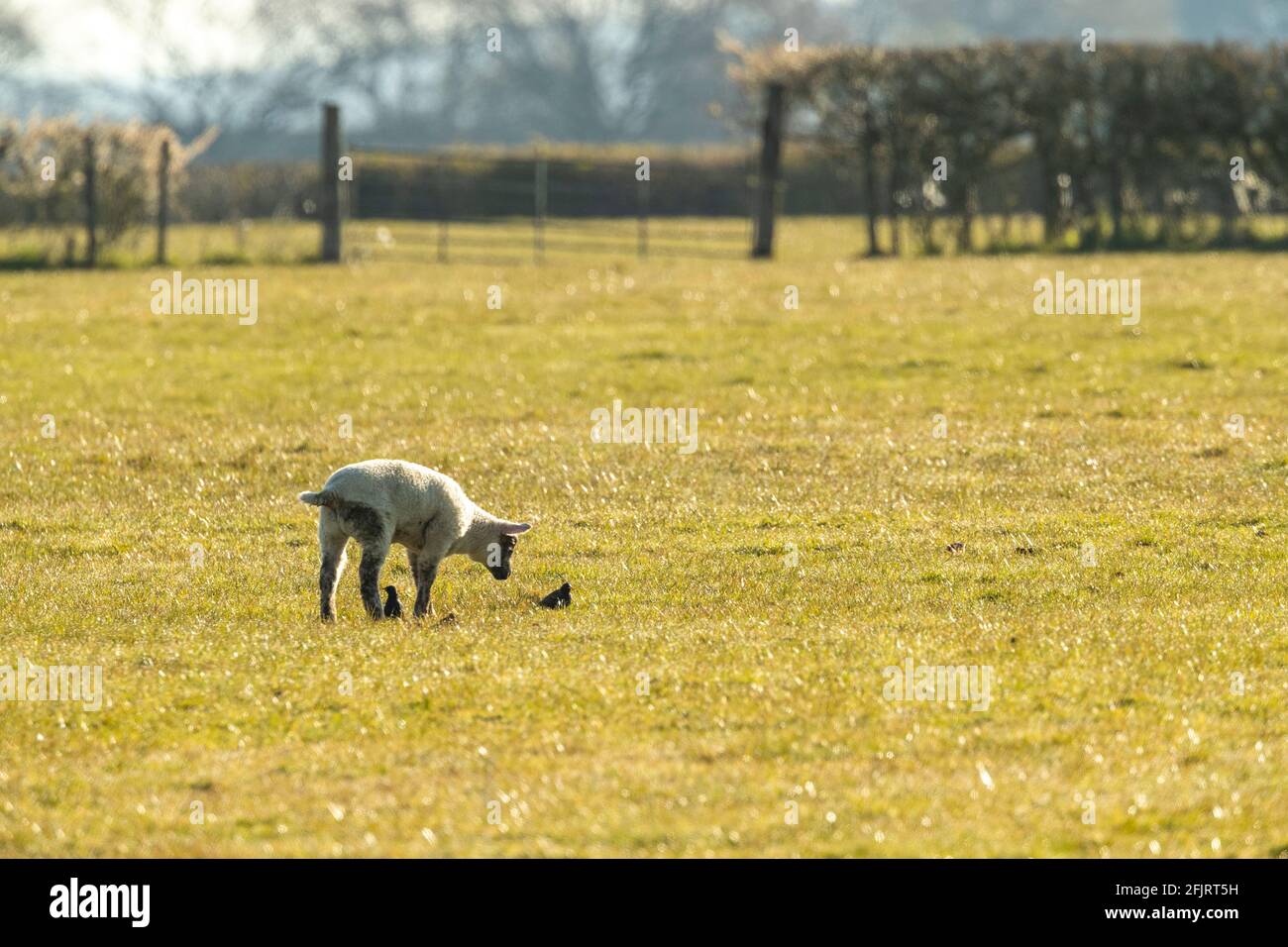 Spring lambs in a small closed flock enjoy the morning sunshine with