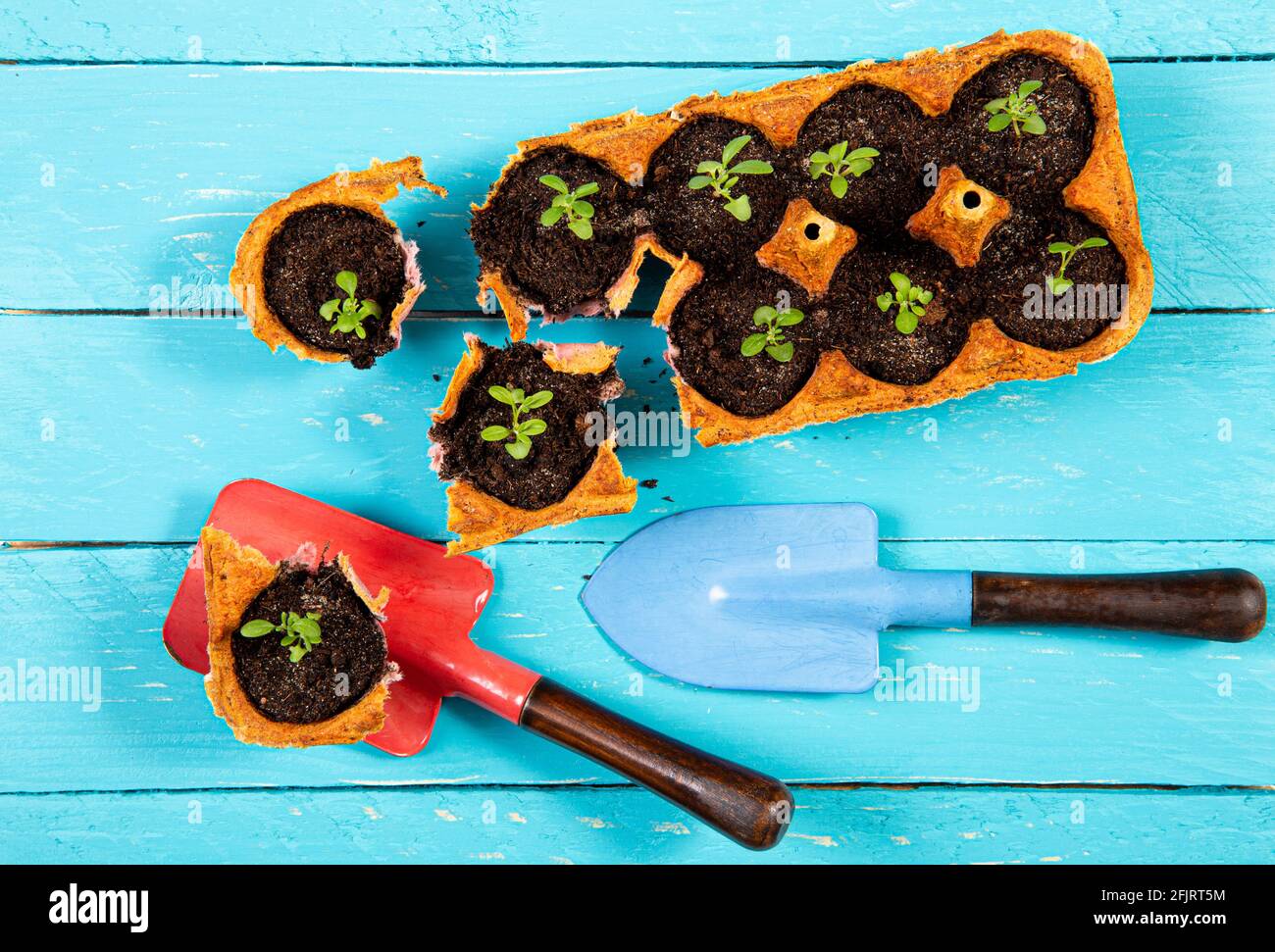 Small starter plats growing in yellow carton chicken egg box in black soil. Break off the biodegradable cup and plant in soil outdoors. Zero waste. Stock Photo