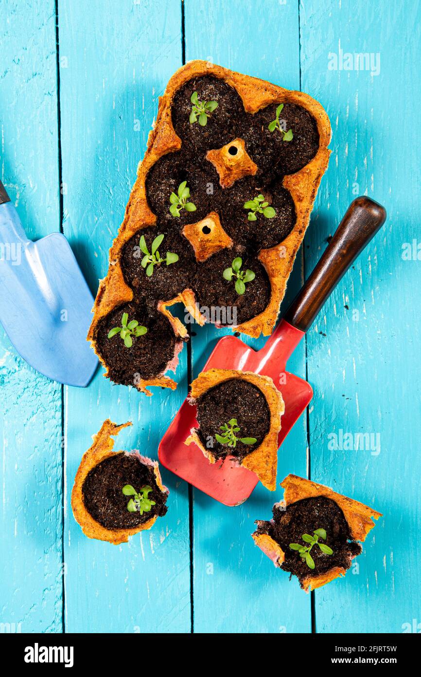 Small starter plats growing in yellow carton chicken egg box in black soil. Break off the biodegradable cup and plant in soil outdoors. Zero waste. Stock Photo