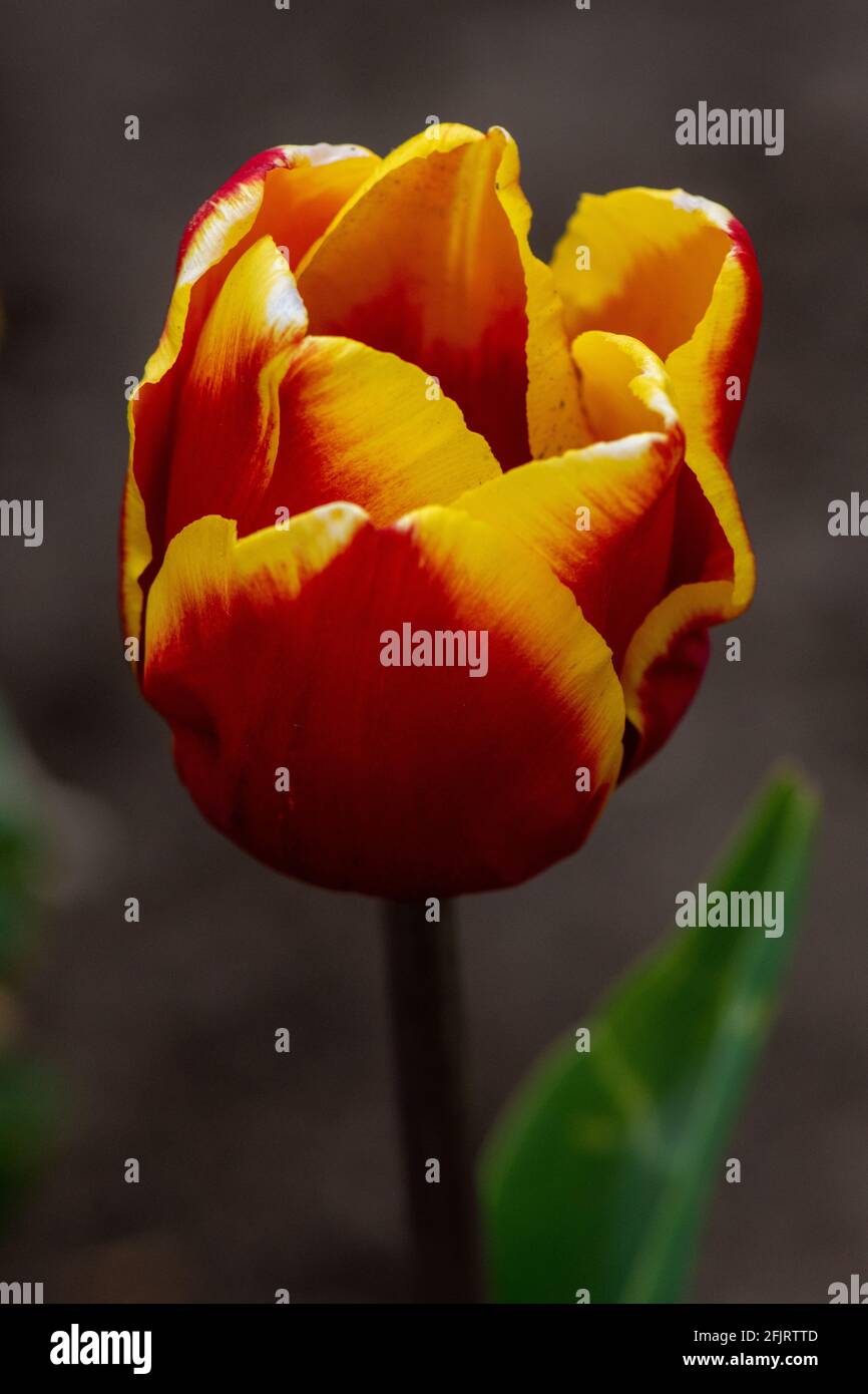 Macro Images Of A Tulip In English Spring Red Petals With Yellow Tips Narrow Depth Of Field Stock Photo Alamy