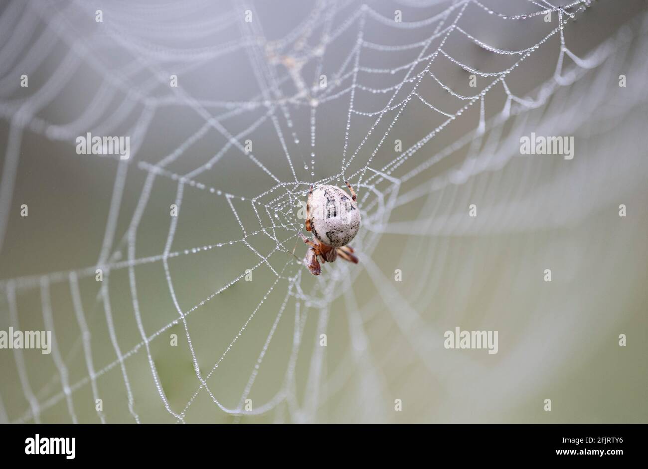 Large spider with white abdomen in the middle of the web covered with