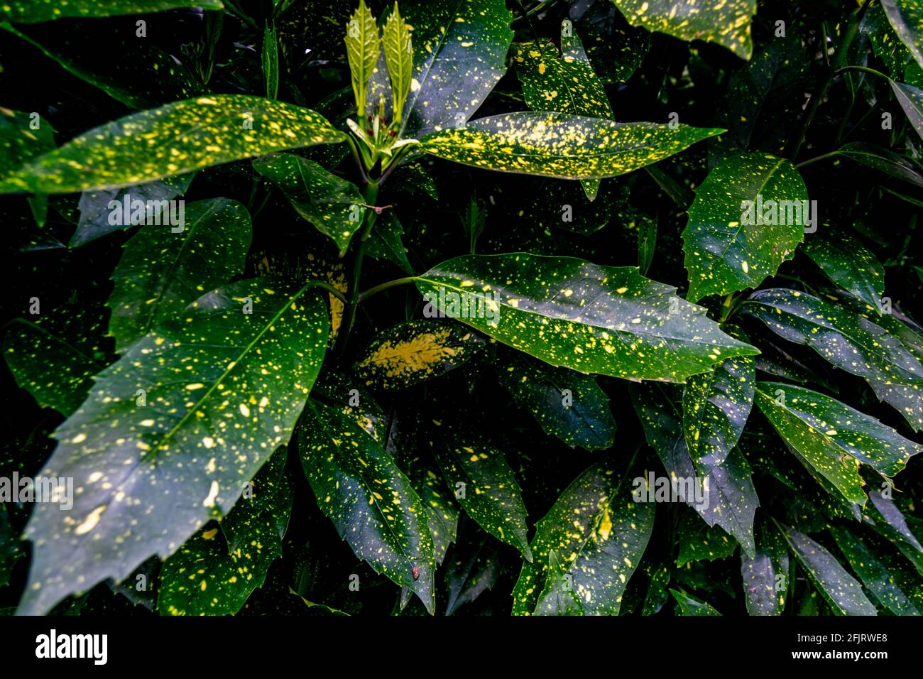 Aucuba japonica, commonly called spotted laurel, Japanese laurel