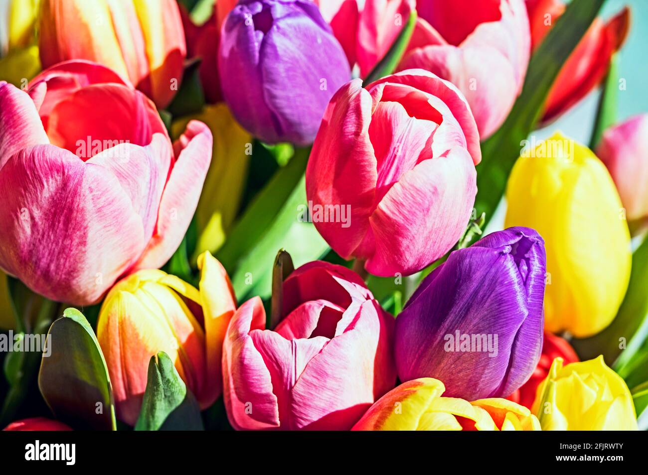 Colourful bunch of tulips; bunter Tulpenstraß Stock Photo