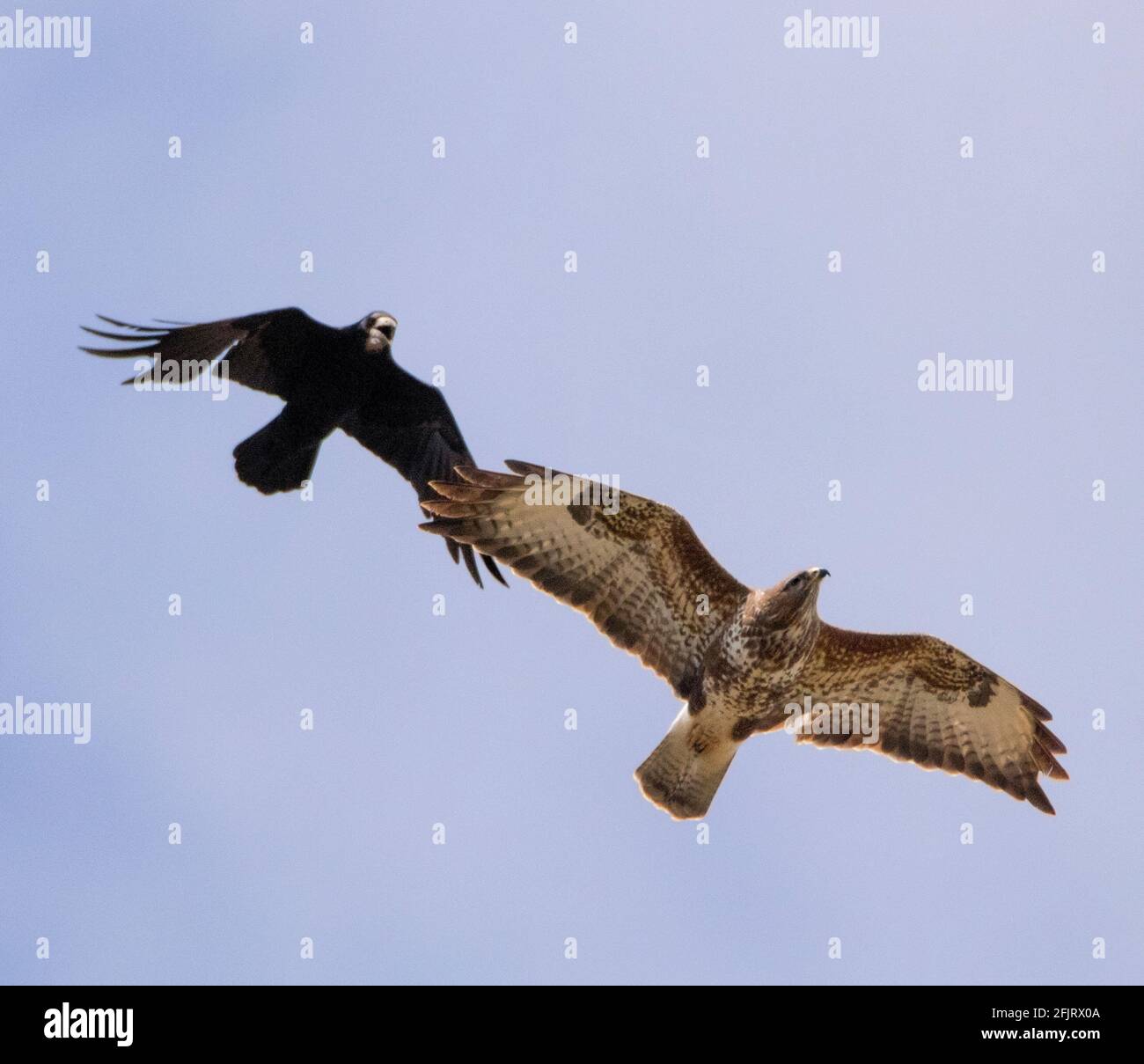 Battling Rook and Red Kite, Bedfordshire skyline, wildlife, April 2021 Stock Photo