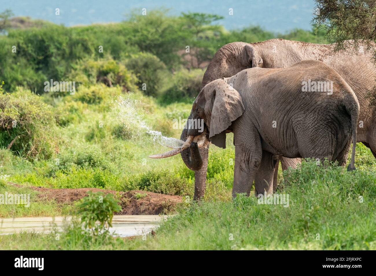 African male and female elephants (Loxodonta) drink water and bathing from a small pond in amboseli national park, Kenya on sunny day in natural light Stock Photo