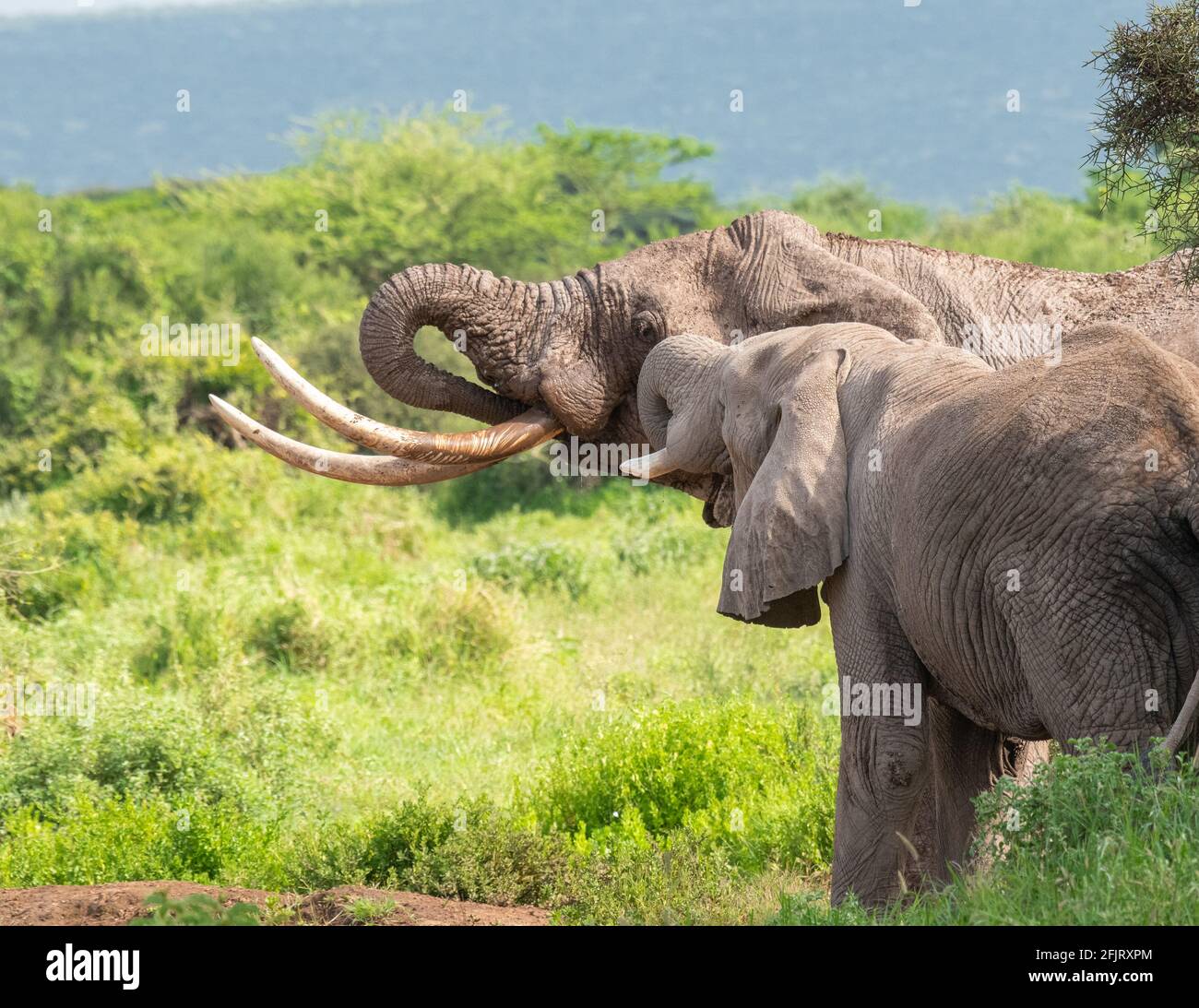 African male and female elephants (Loxodonta) drink water and bathing from a small pond in amboseli national park, Kenya on sunny day in natural light Stock Photo