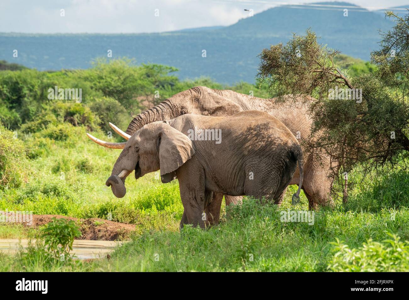African male and female elephants (Loxodonta) drink water and bathing from a small pond in amboseli national park, Kenya on sunny day in natural light Stock Photo
