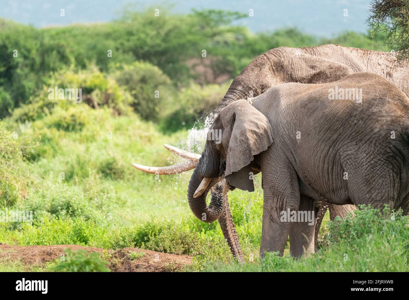 African male and female elephants (Loxodonta) drink water and bathing from a small pond in amboseli national park, Kenya on sunny day in natural light Stock Photo
