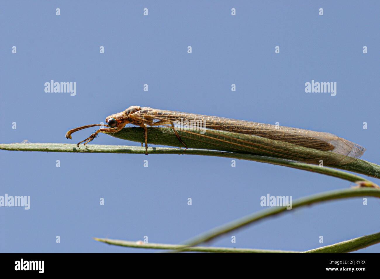 Antlion on a plant. Antlions (family Myrmeleontidae) are flying insects that belong to the same family as lacewings. Their larvae are voracious predat Stock Photo