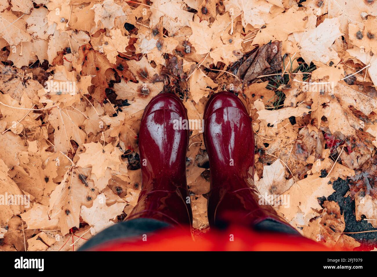 Female feet in burgundy rubber boots stand on fallen autumn leaves in a ...