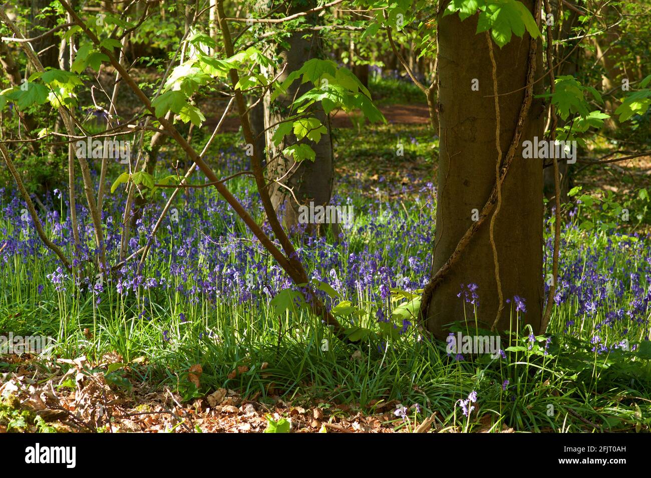 Bluebells in English woodland Stock Photo - Alamy