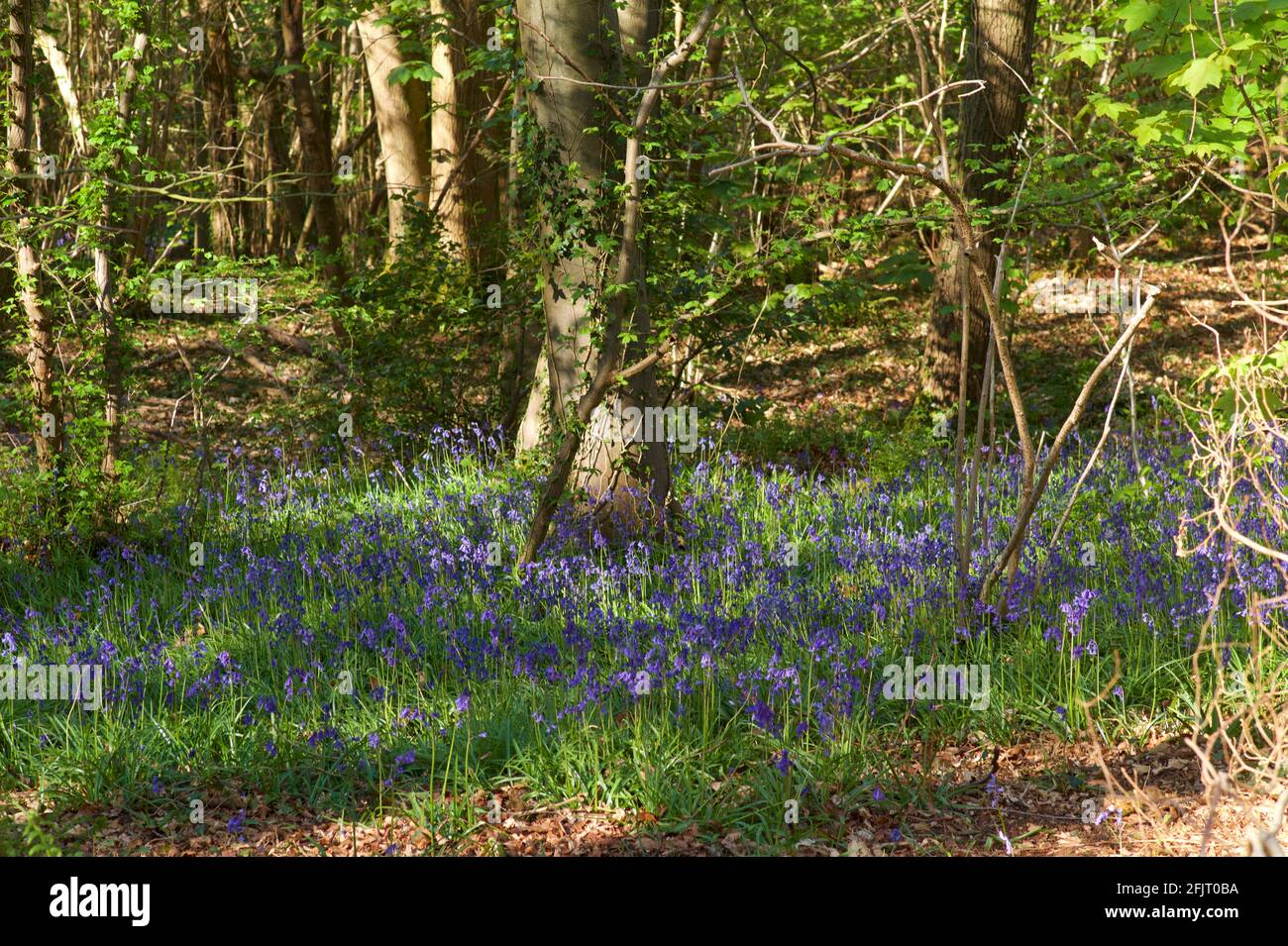 Bluebells in English woodland Stock Photo