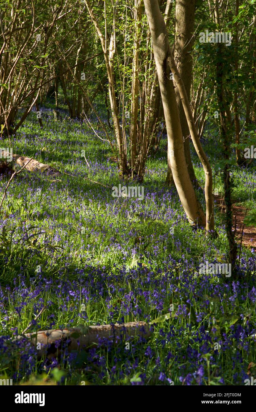 Bluebells in English woodland Stock Photo