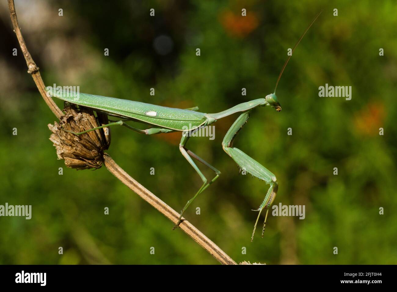 Sphodromantis viridis is a species of praying mantis that is kept worldwide as a pet. Its common names include Green Mantis, African mantis, giant Afr Stock Photo