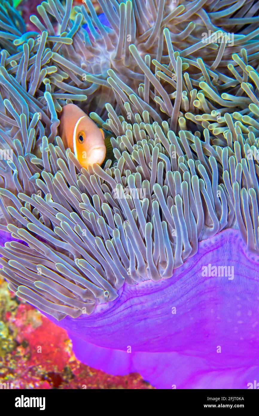 Blackfinned Anemonefish, Amphiprion nigripes, Magnificent Sea Anemone, Heteractis magnifica, Coral Reef, South Ari Atoll, Maldives, Indian Ocean, Asia Stock Photo