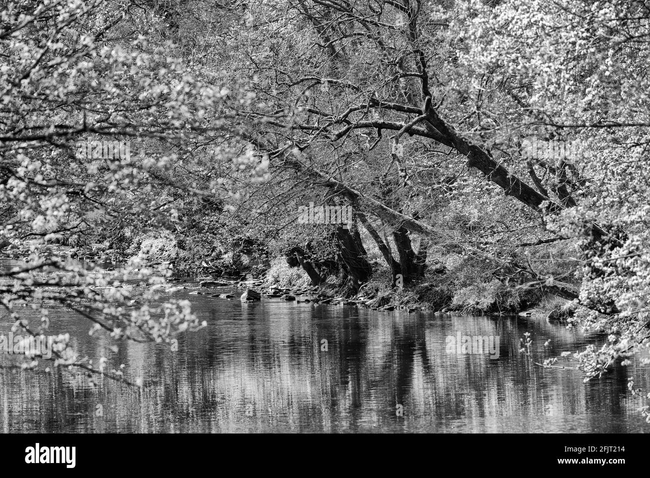 Nidd Gorge, an Area of Outstanding Natural Beauty, Harrogate, North Yorkshire, UK Stock Photo