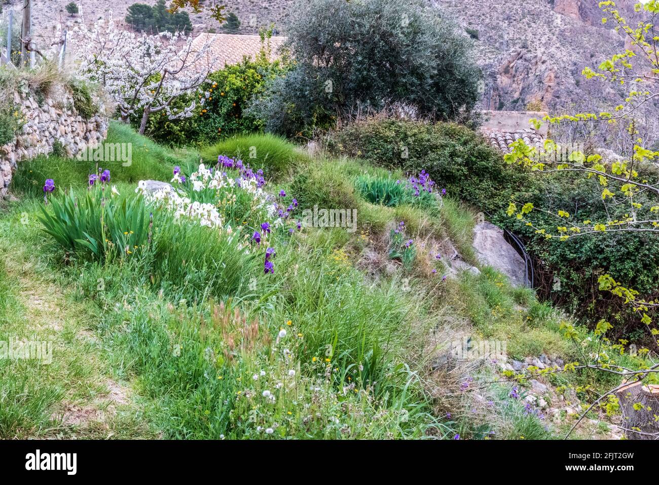 Purple and White Iris Flowers, Iris albicans and Iris geramanic Stock Photo