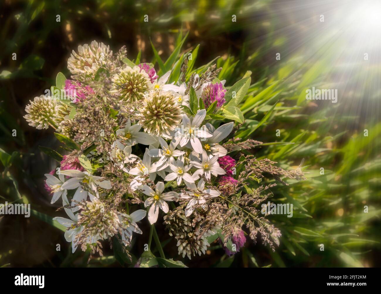 bouquet of wildflowers with clover flowers and white flowers,  blurred background with light bokeh and short depth of field. Stock Photo