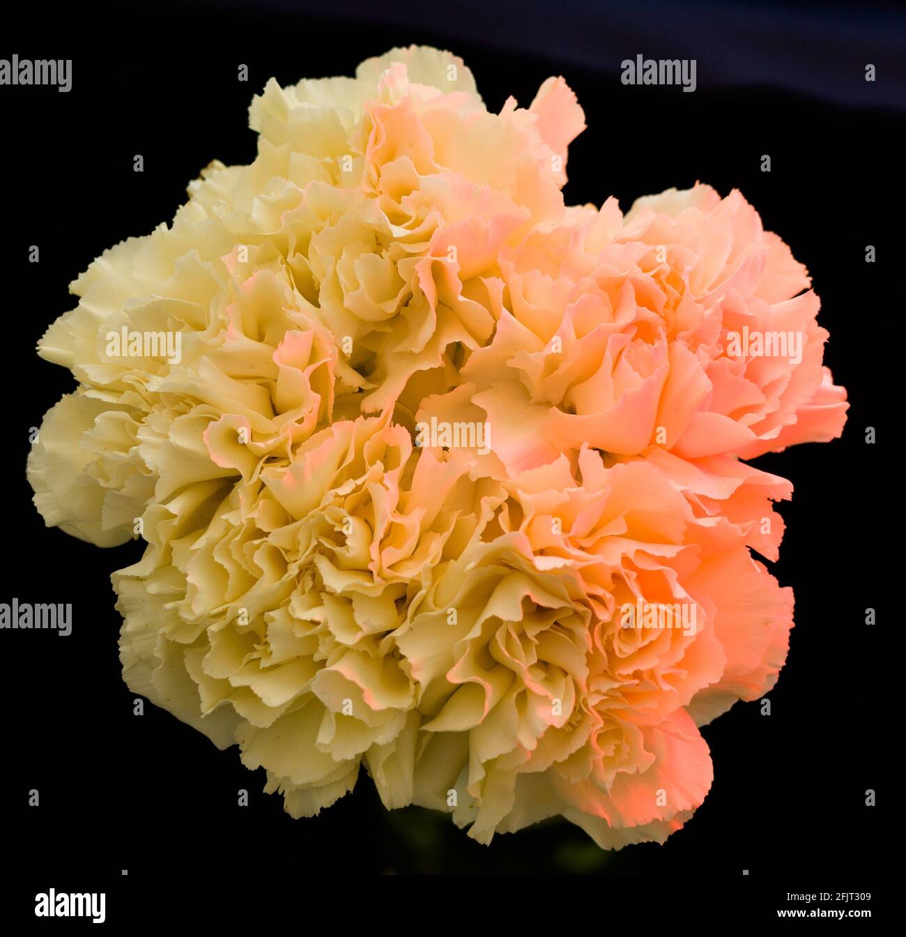 Different types of carnations natural or color lighting on are also