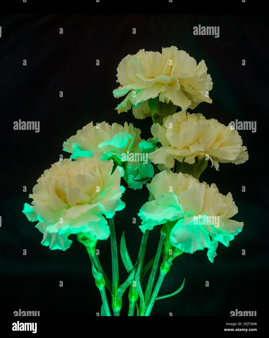 Different types of carnations natural or color lighting on are also