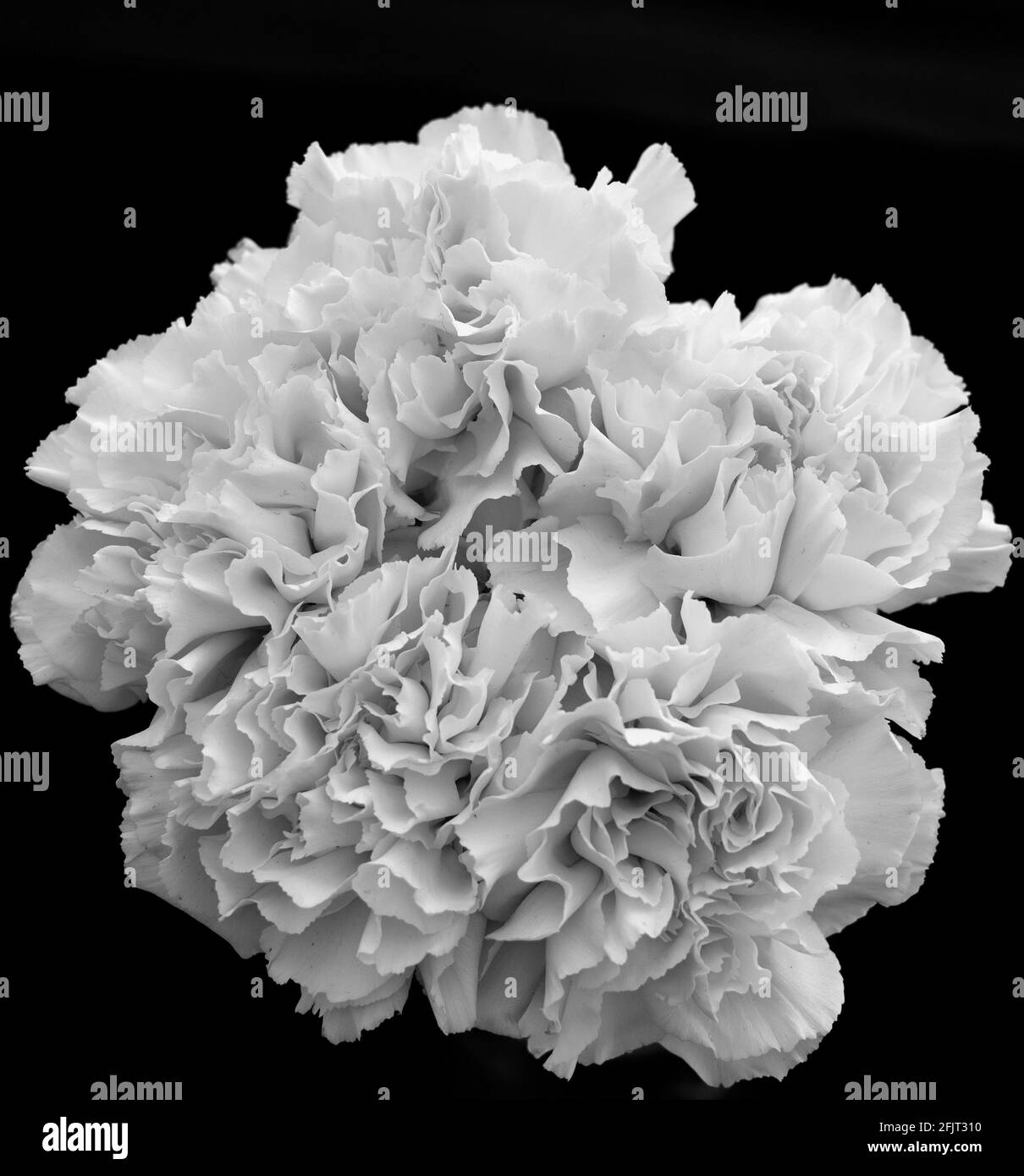 Different types of carnations natural or color lighting on are also