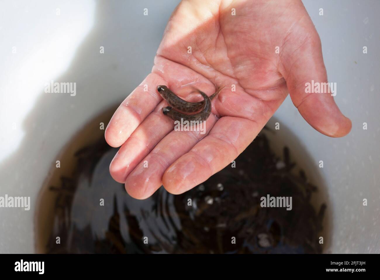 Arctic char (Salvelinus alpinus) parr, bred in hatchery, Kielder Salmon