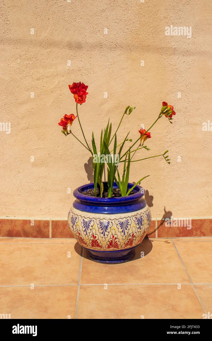 Hand Painted Ceramic Plant Pots Stock Photo Alamy